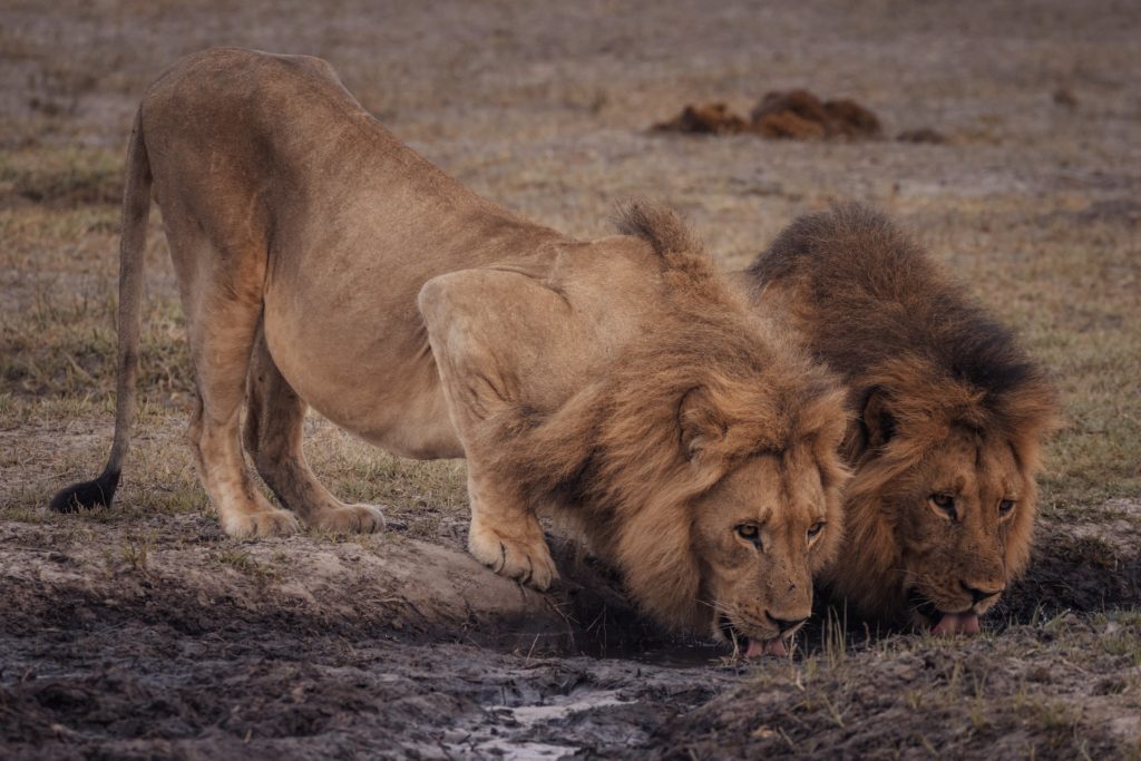 Die beste Reisezeit um Löwen zu beobachten ist in Botswana die Trockenzeit