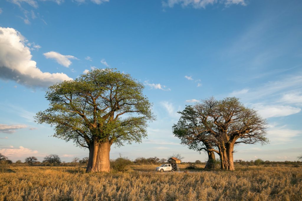 Camping an den Baobabs in Botswana