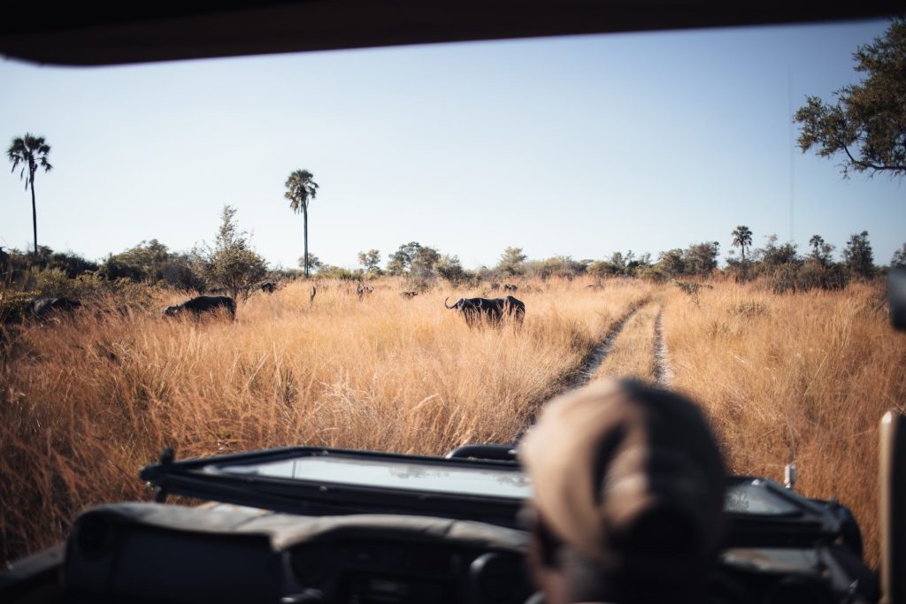 Pirschfahrt durchs Okavango Delta während der Trockenzeit in Botswana