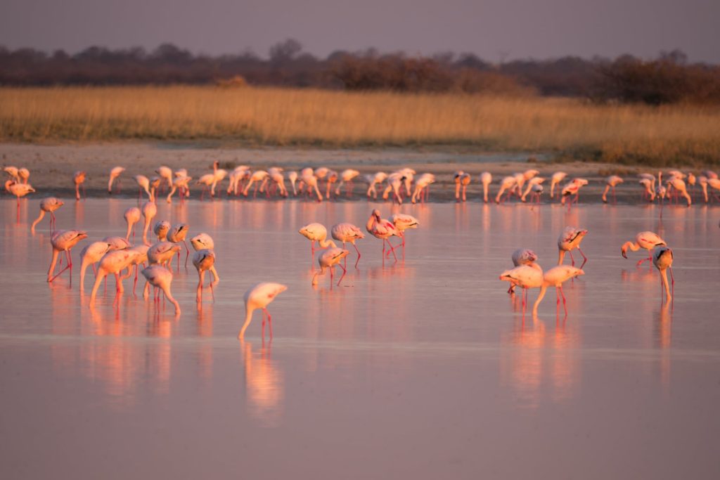 Flamingos lassen sich in Botswana am besten zur Regenzeit beobachten