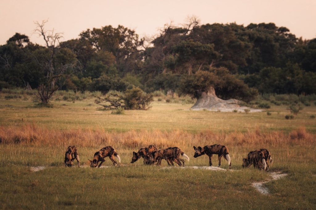 Wildhunde beim Botswana Urlaub