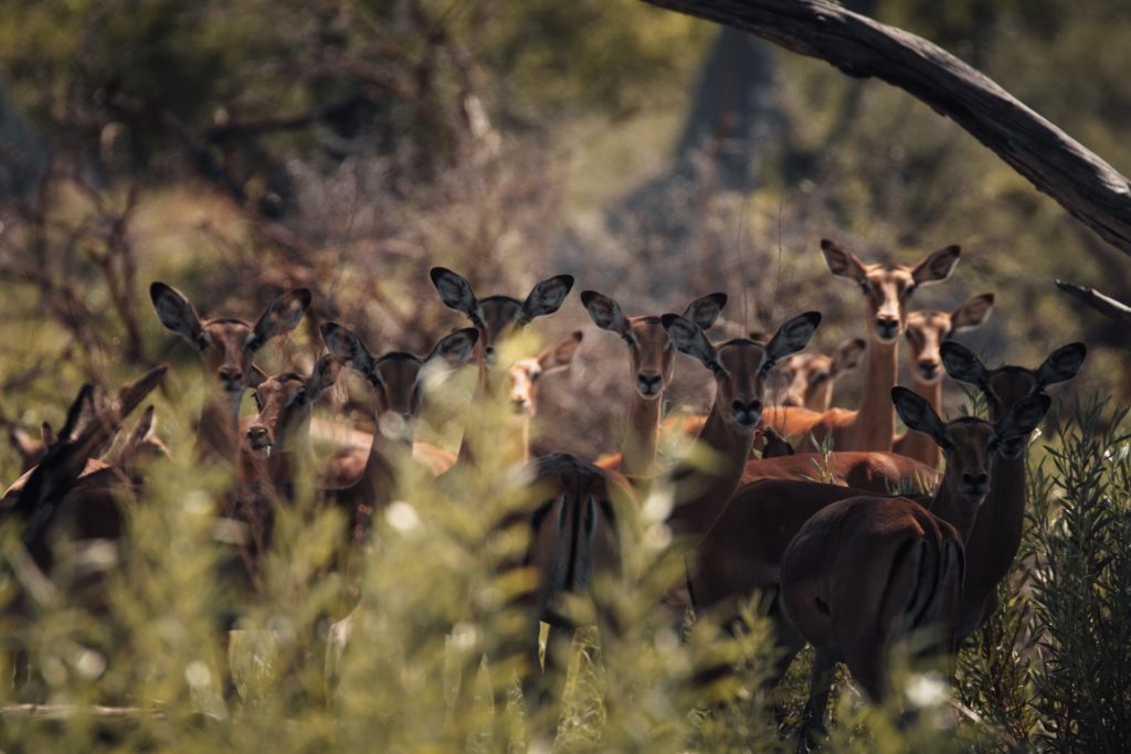 Impalas in Botswana lassen sich das ganze Jahr über gut beobachten