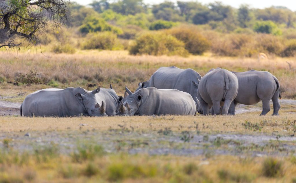 Nashörner sind die Top-Attraktion in der Khama Rhino Sanctuary in Botswana