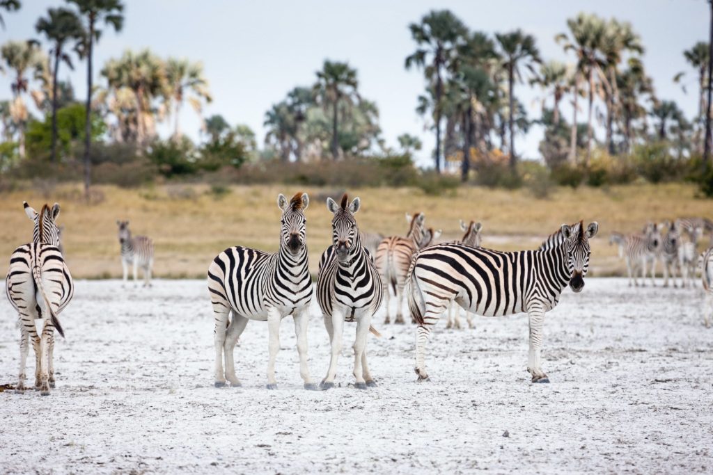 Die Zebra Migration in Botswana ist noch eher unbekannt, aber eine beeindruckende Sehenswürdigkeit