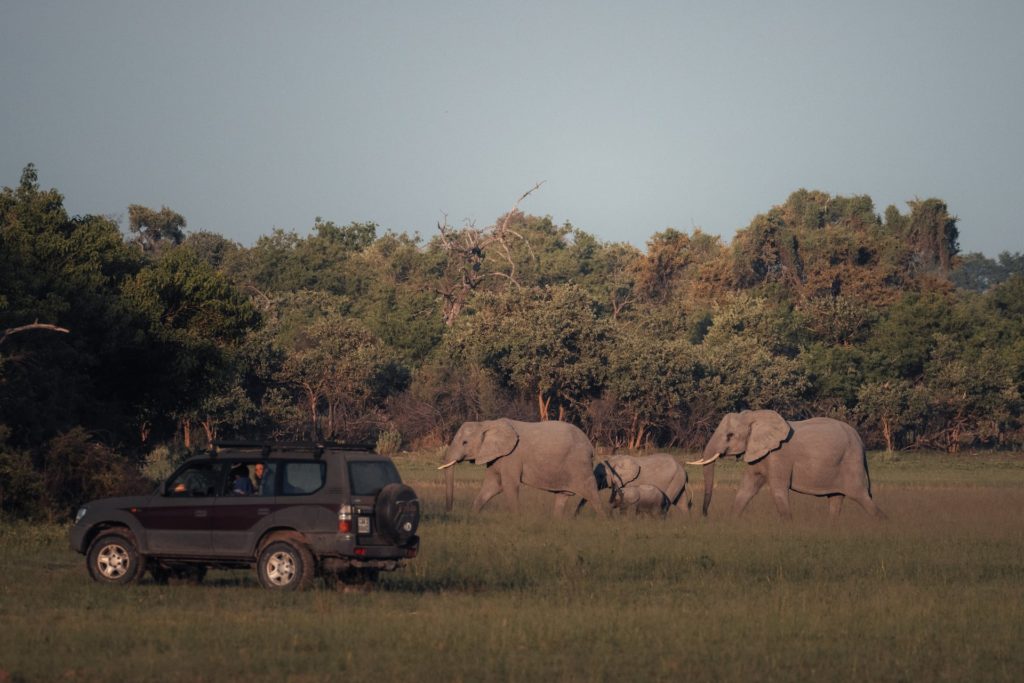 Self Drive Safari in der Moremi Game Reserve