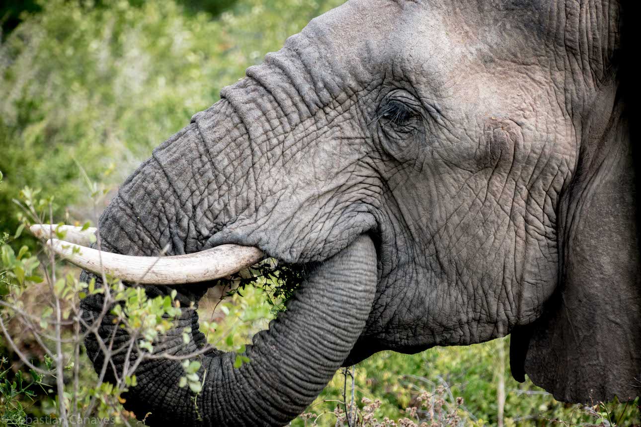 Zu den beliebtesten Südafrika Nationalparks gehört auch der Addo Elephant Nationalpark