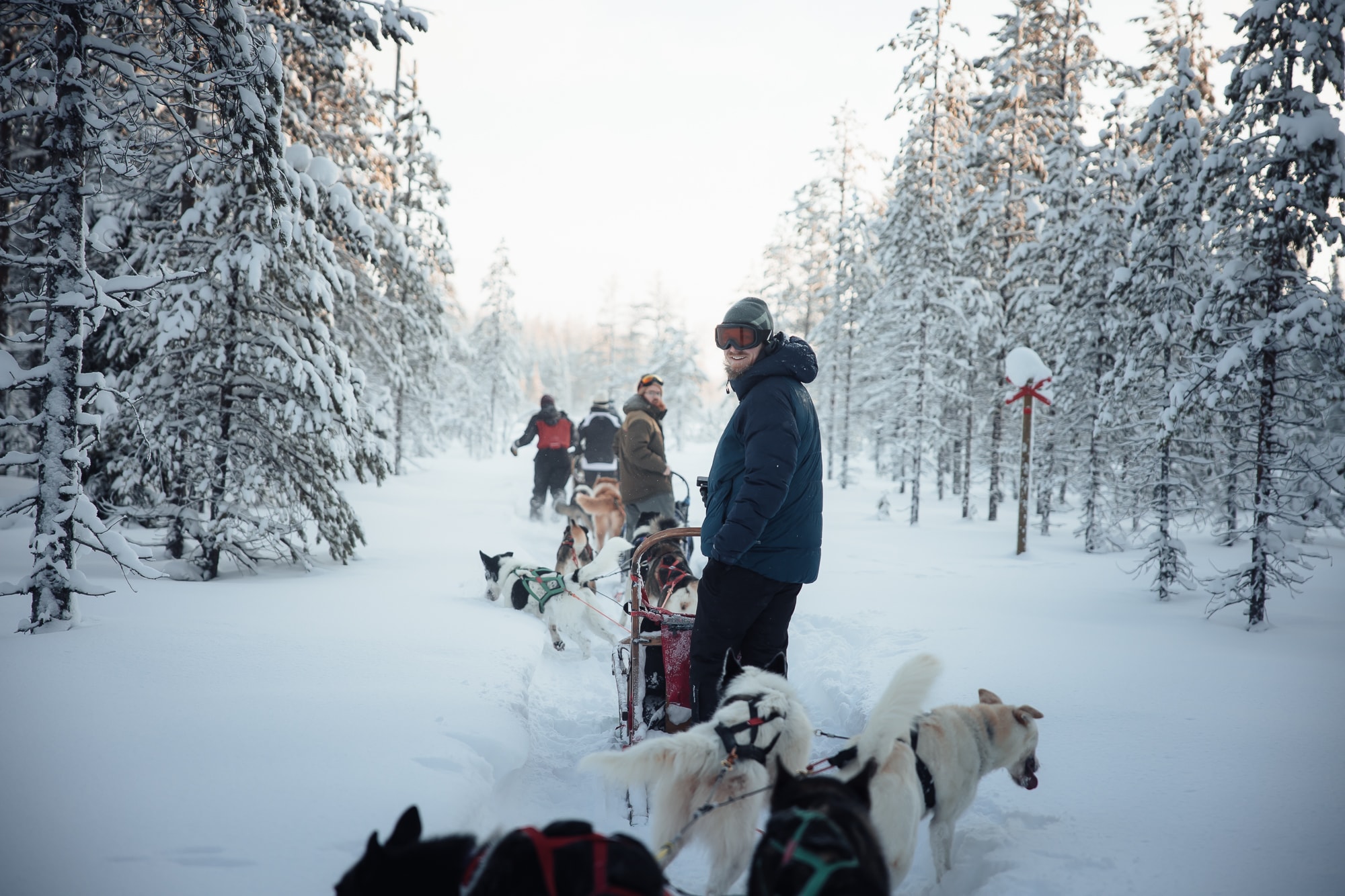 Gruppe mit Hundeschitten in Finnisch Lappland