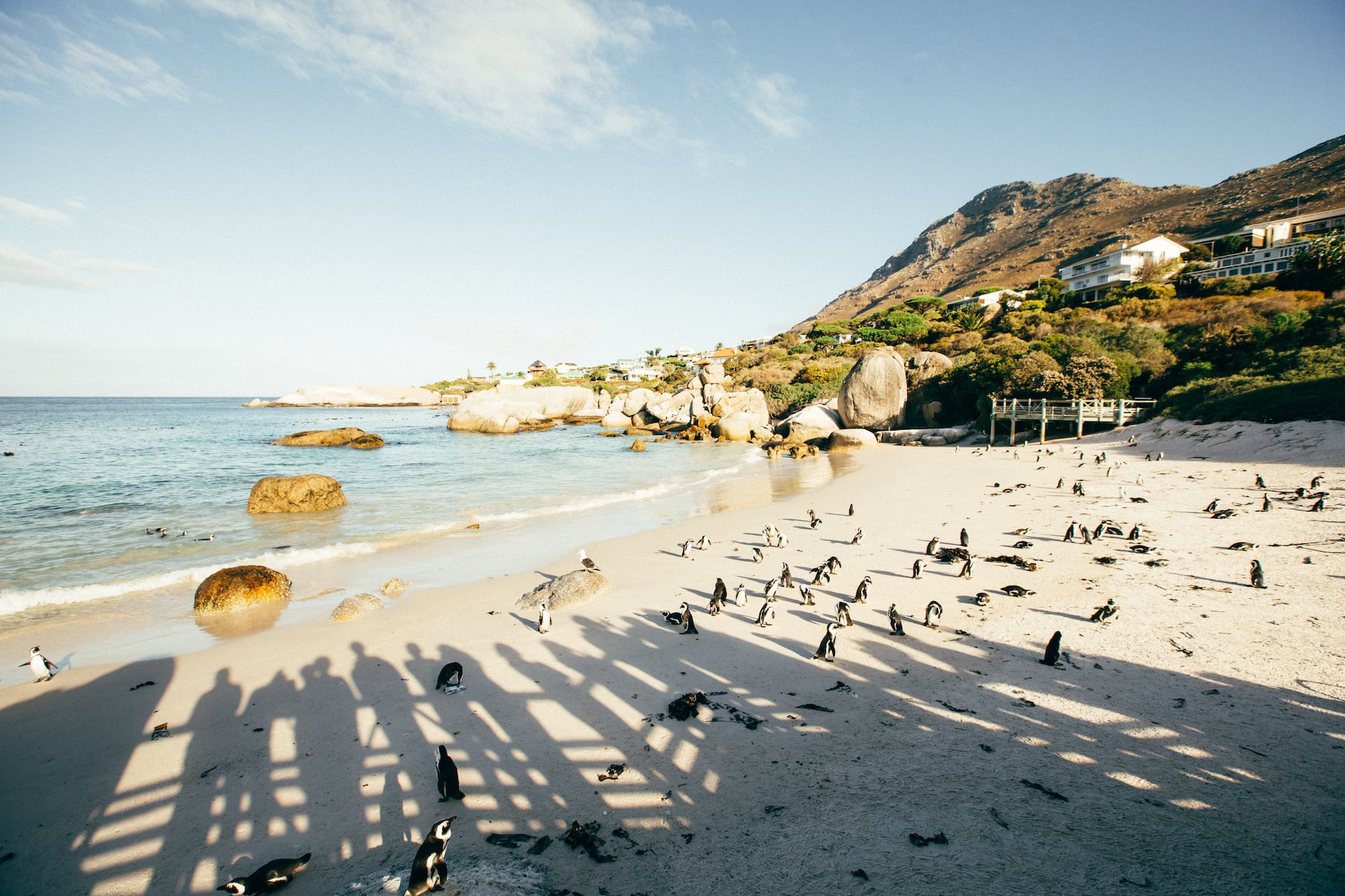 Die Pinguine vom Boulder's Beach sind eine der beliebtesten Kapstadt Sehenswürdigkeiten