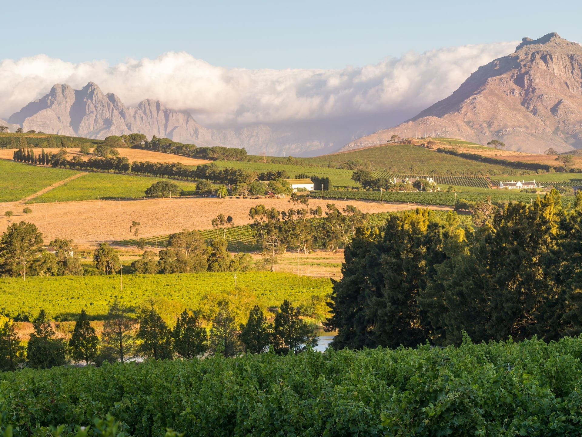 Cape Winelands bei Kapstadt in Südafrika