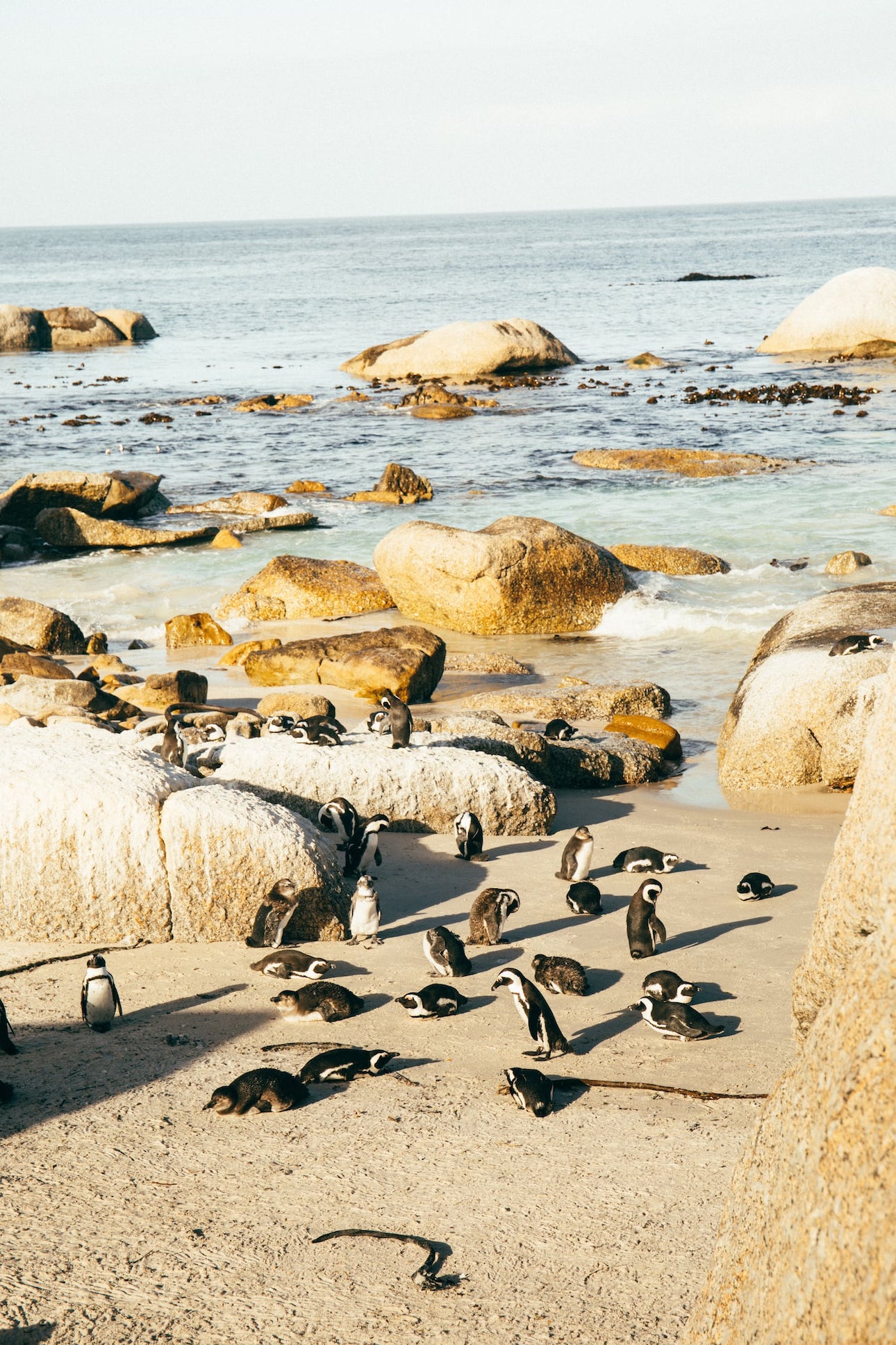 Pinguine am Boulders Beach bei Kapstadt in Südafrika