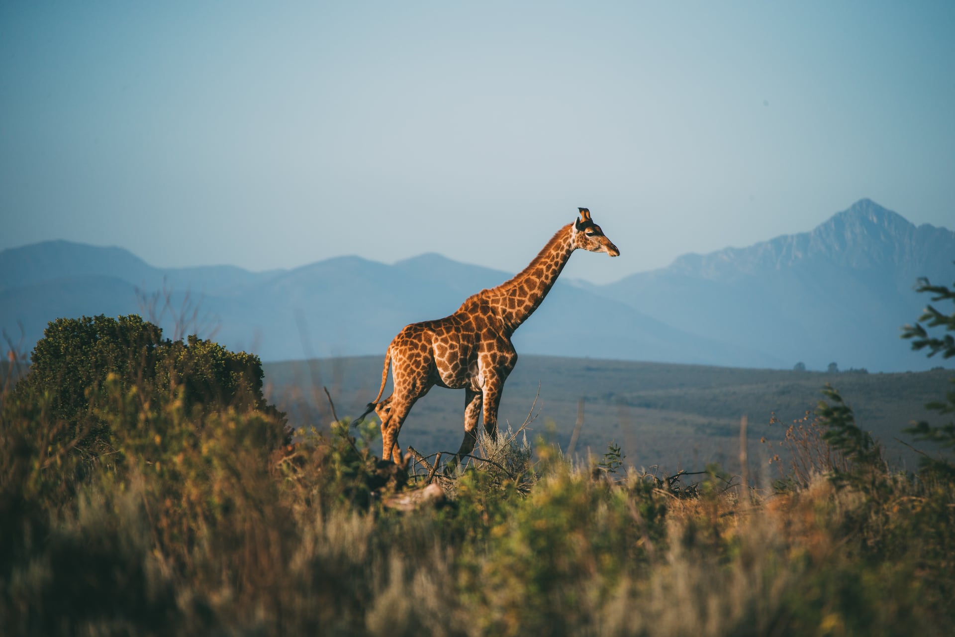 Giraffe im Gondwana Game Reserve in Südafrika