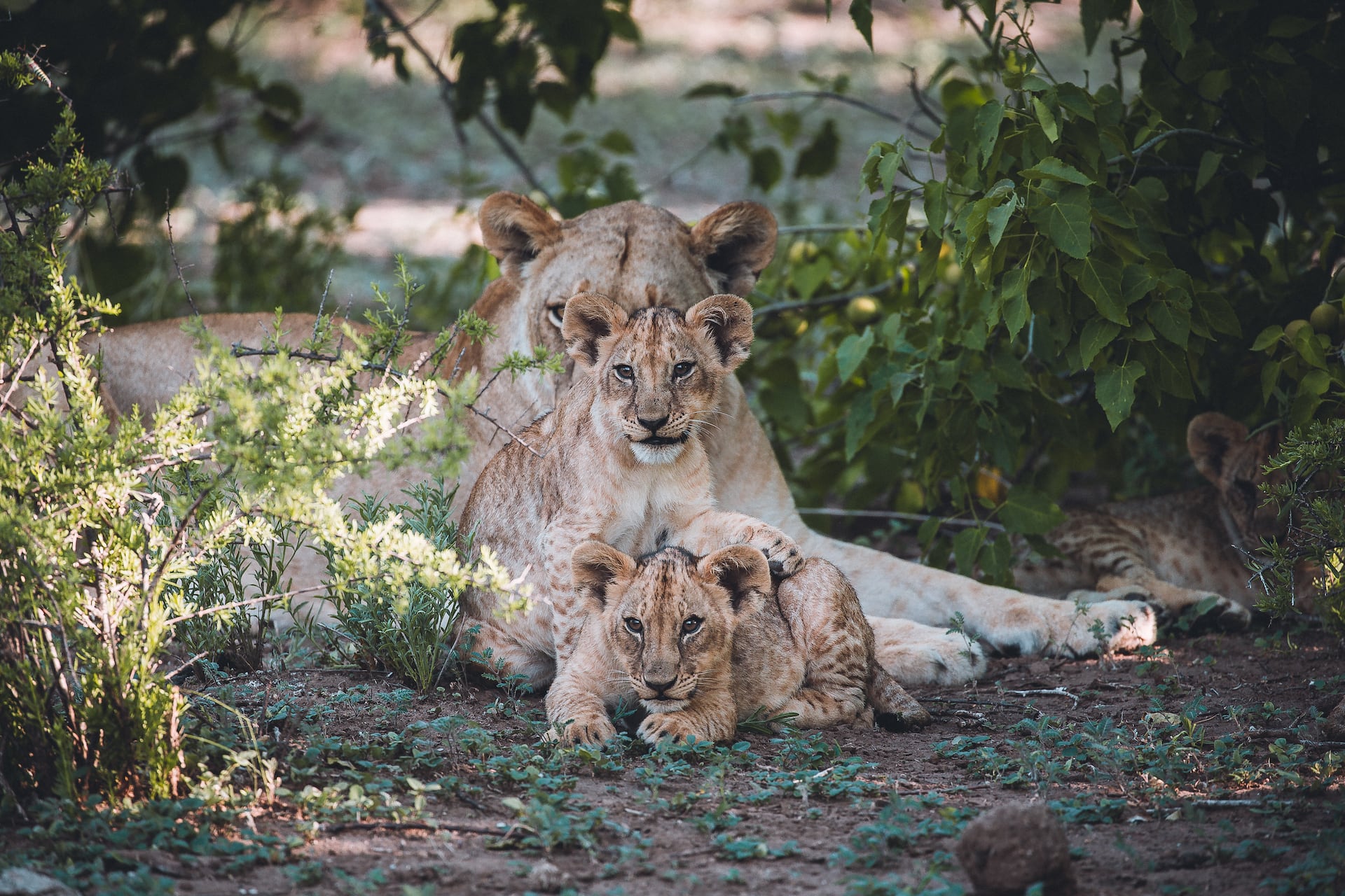 Löwenbabys im Kruger Nationalpark Südafrika