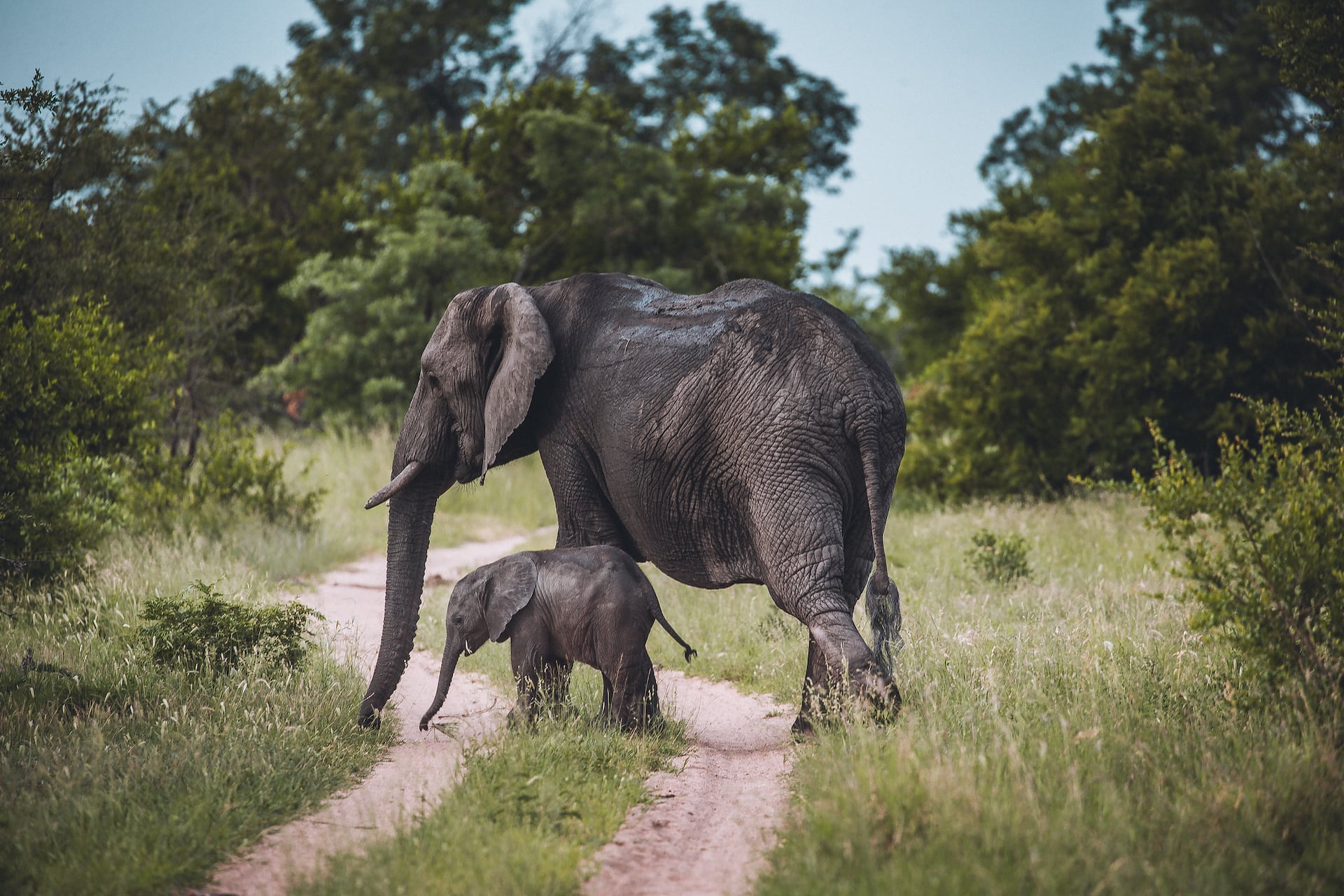 Elefantenkuh mit Baby im Kruger Nationalpark Südafrika