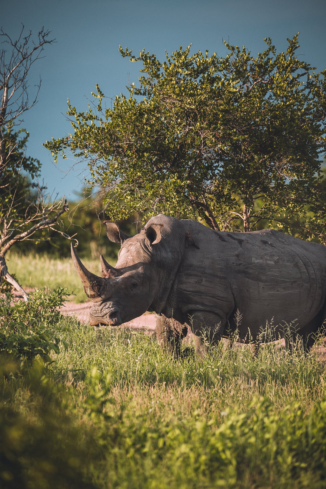 Nashorn Big 5 Kruger Nationalpark Südafrika