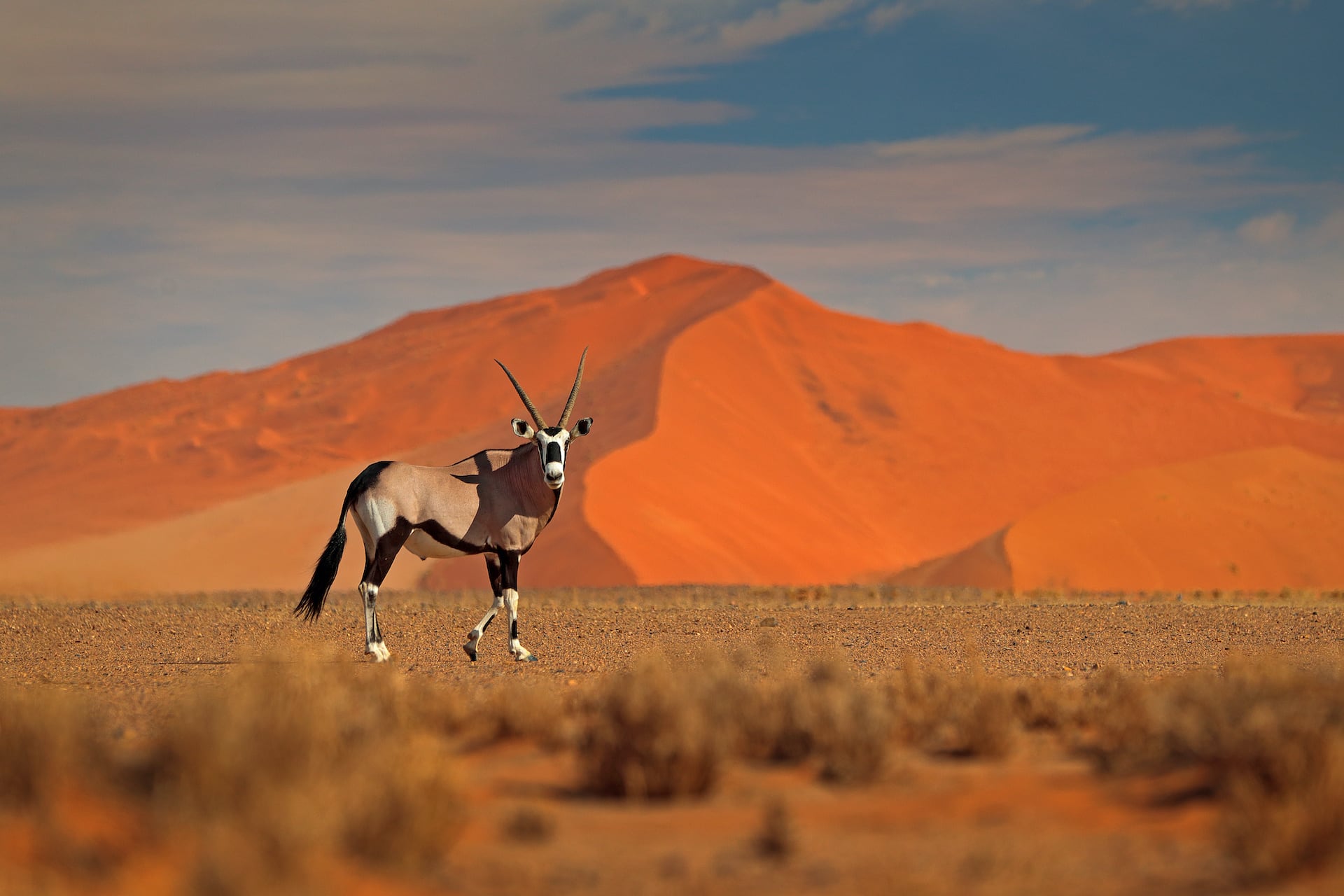 Oryxantilope vor Düne in der Namib Wüste