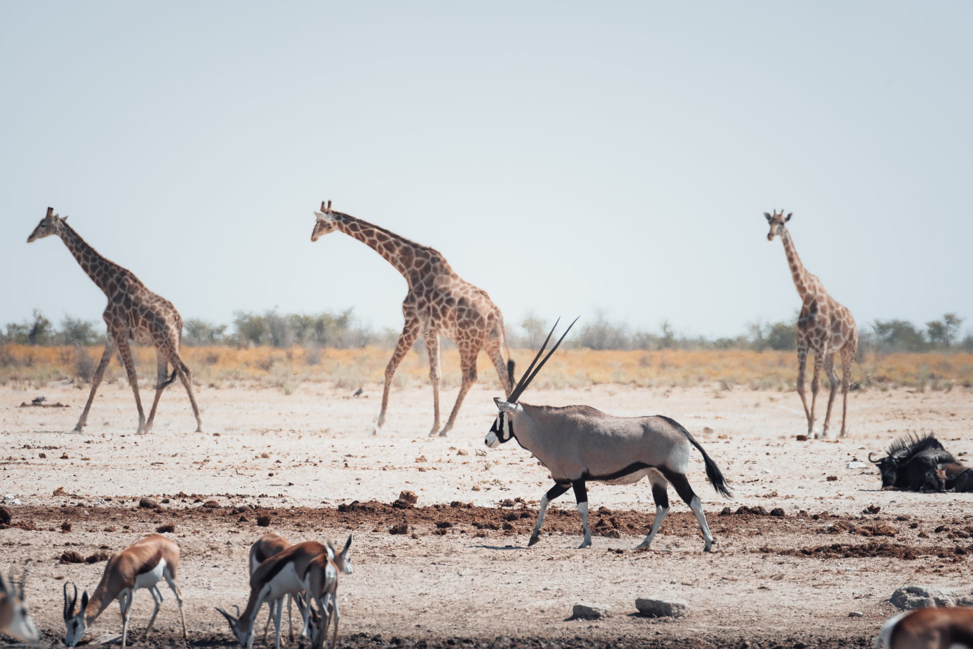 Giraffen und Oryxantilopen im Etosha-Nationalpark