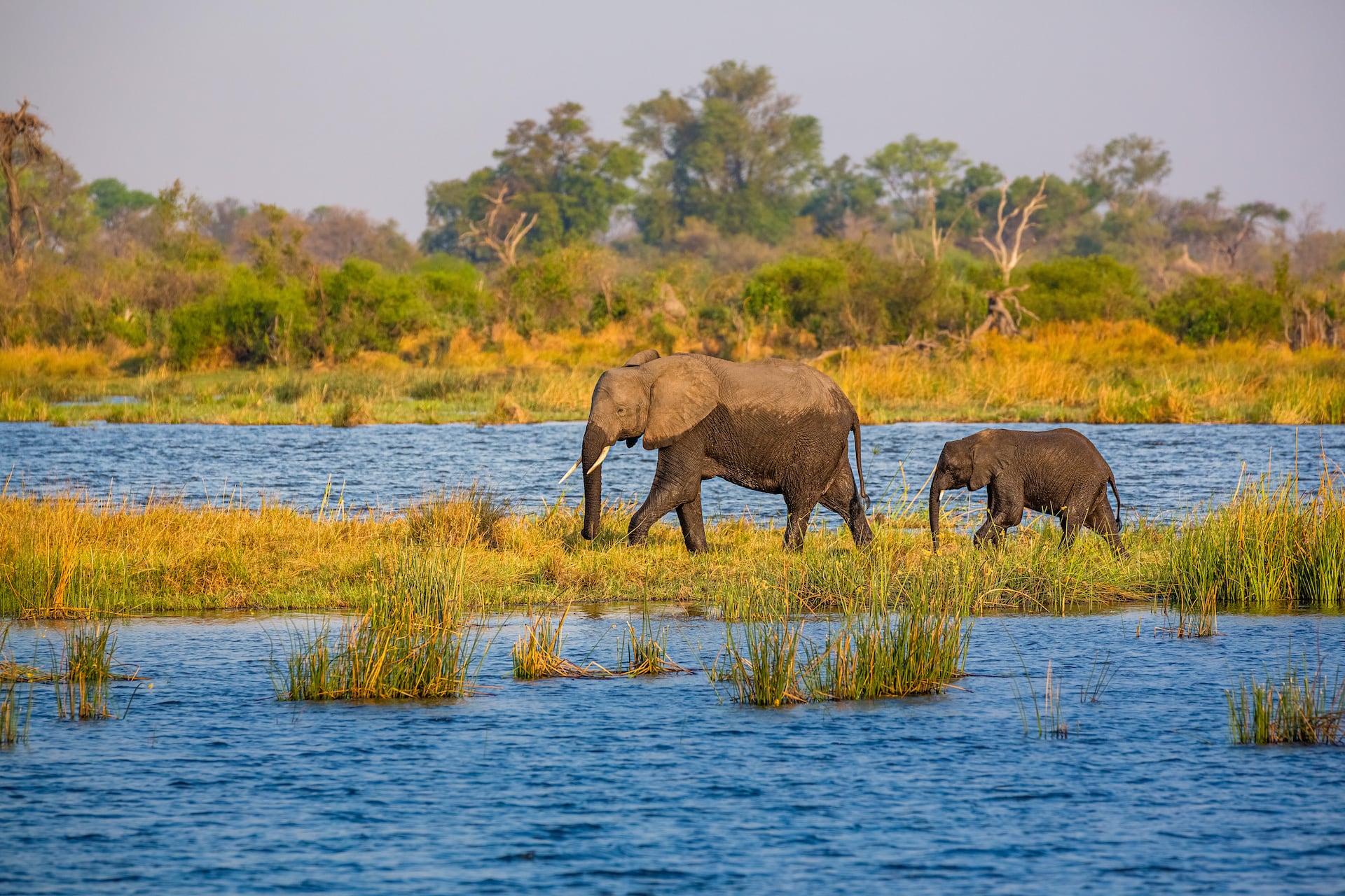 Elefanten im Bwabwata Nationalpark Namibia
