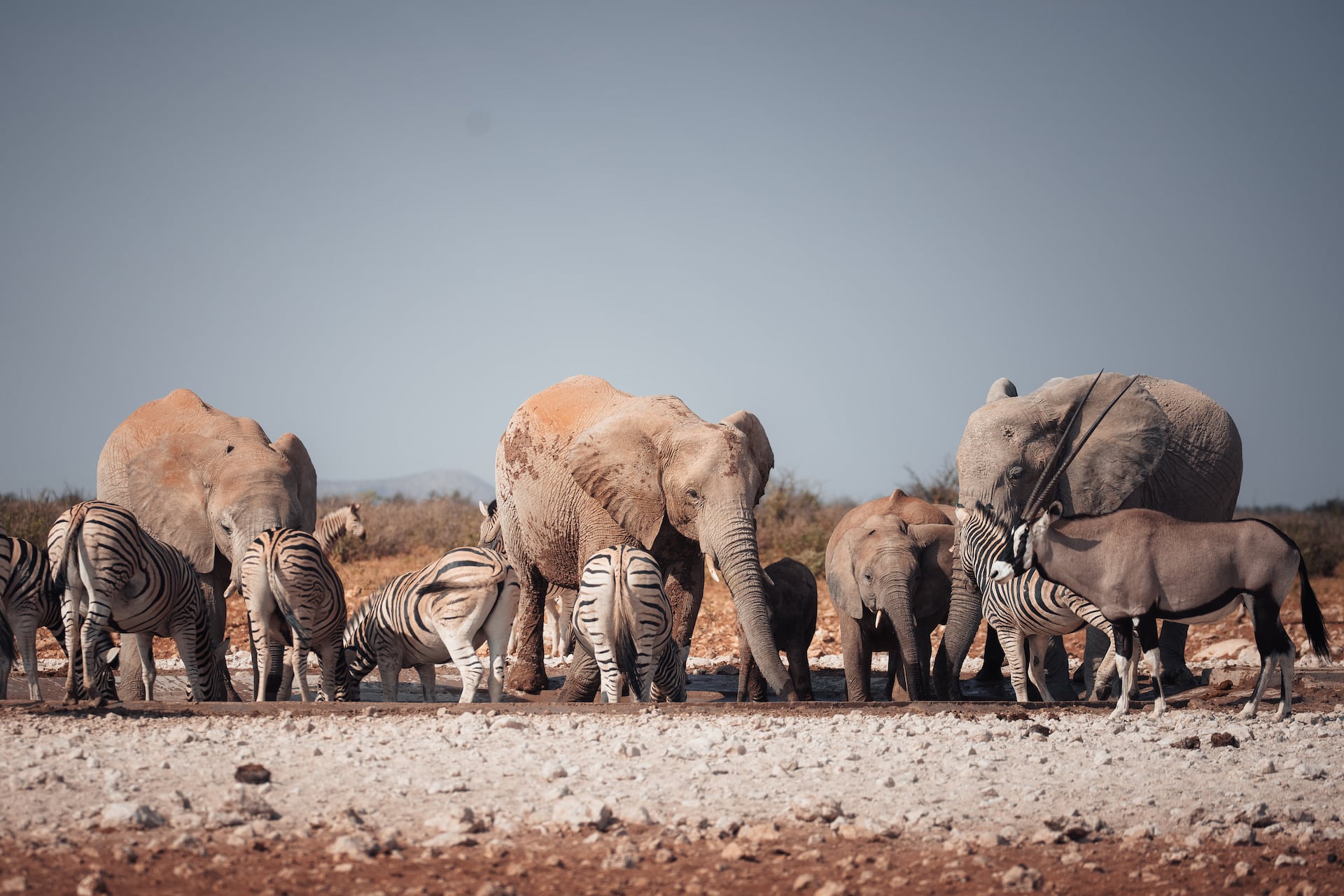 Elefanten an einem Wasserloch im Etosha Nationalpark Namibia