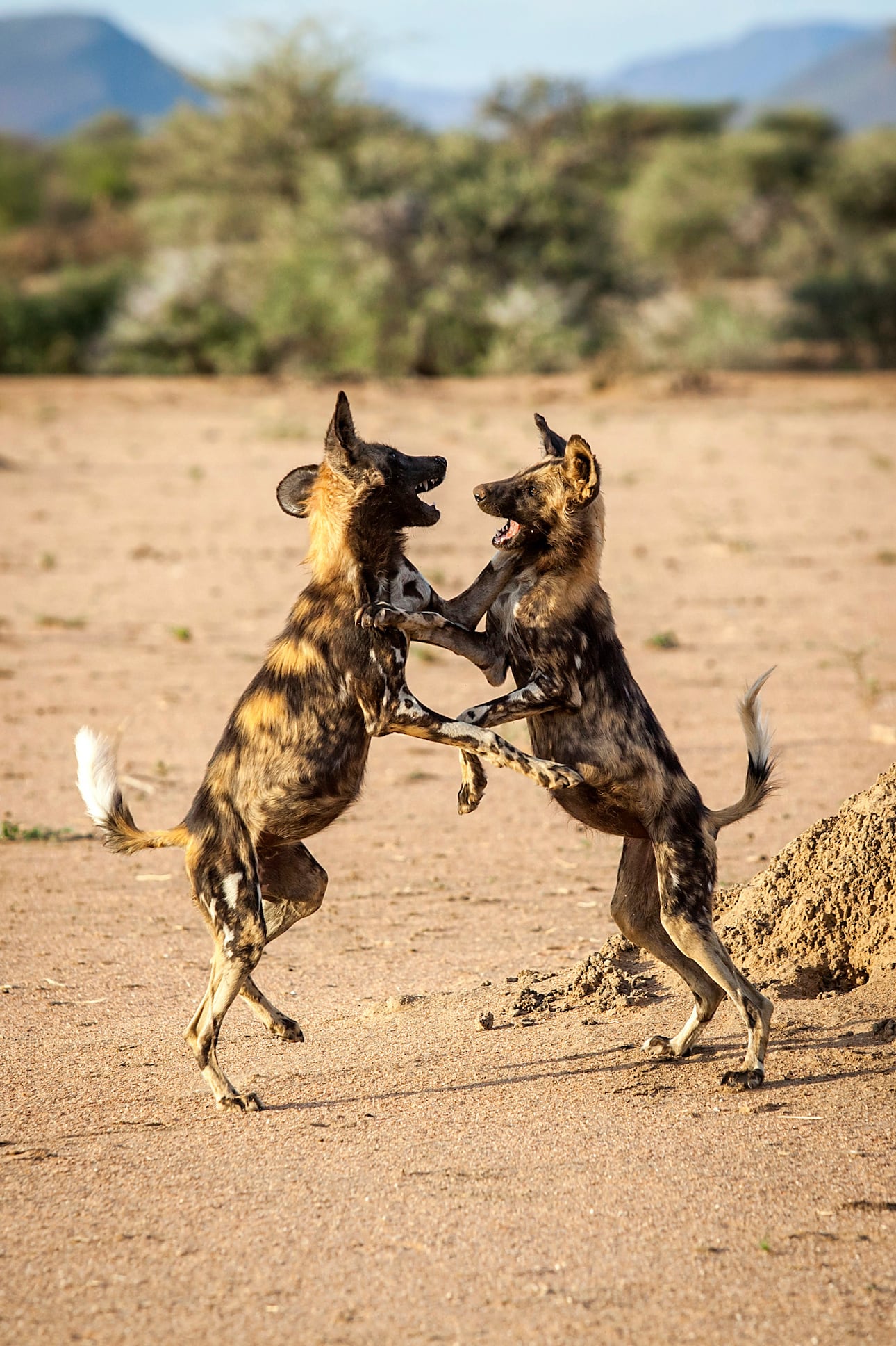 Wildhunde spielen mit einander im Mangetti Nationalpark Namibia