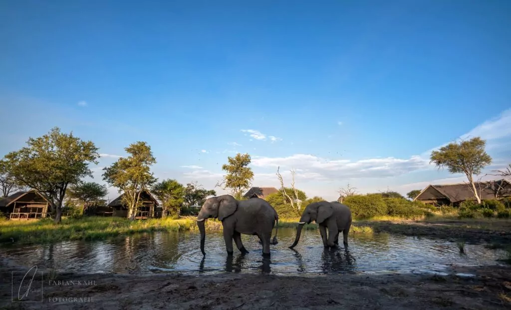 Zwei Elefanten an einer Wasserstelle umgeben von Safarilodges in Botswana