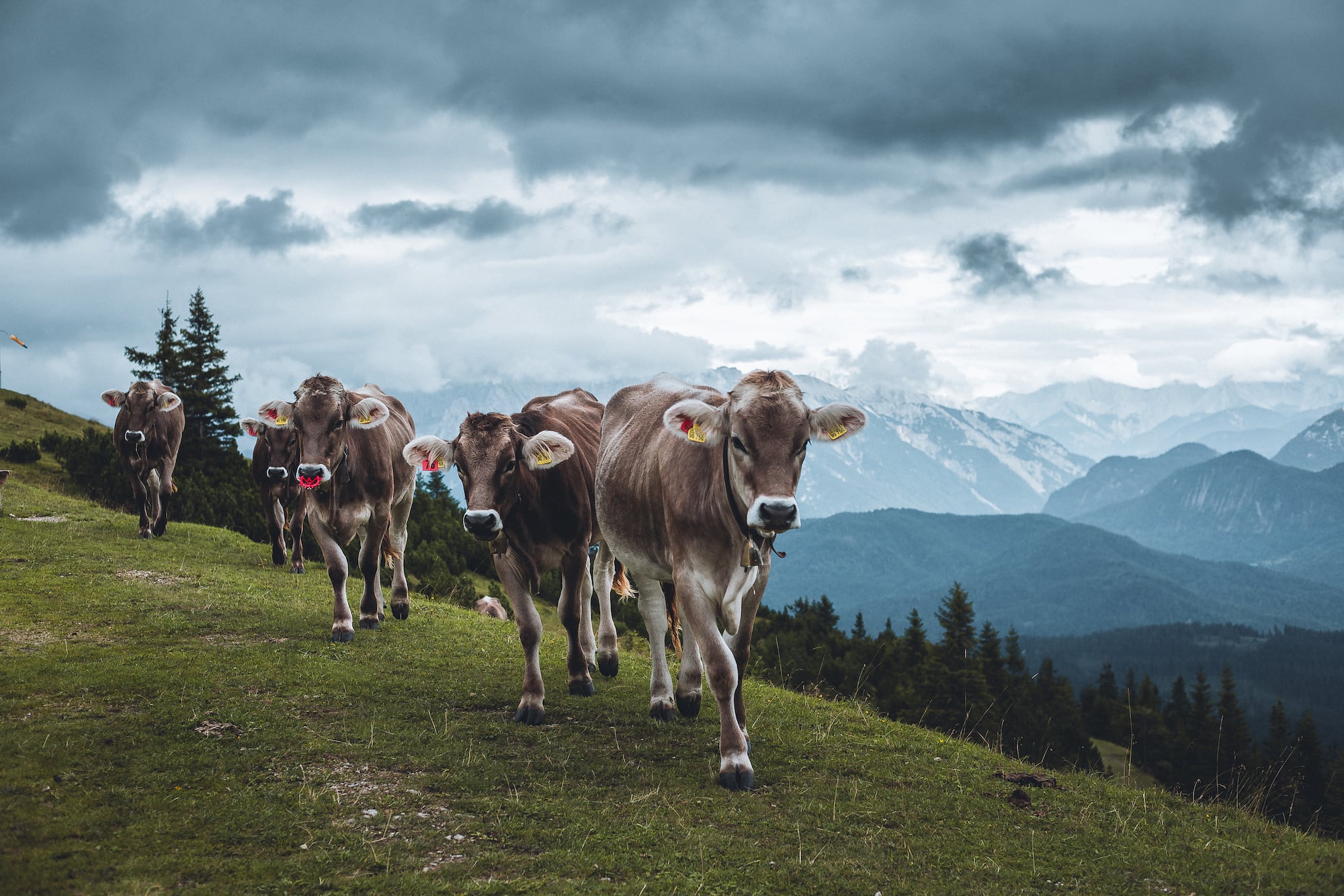 Kühe auf dem Wank bei Garmisch-Partenkirchen