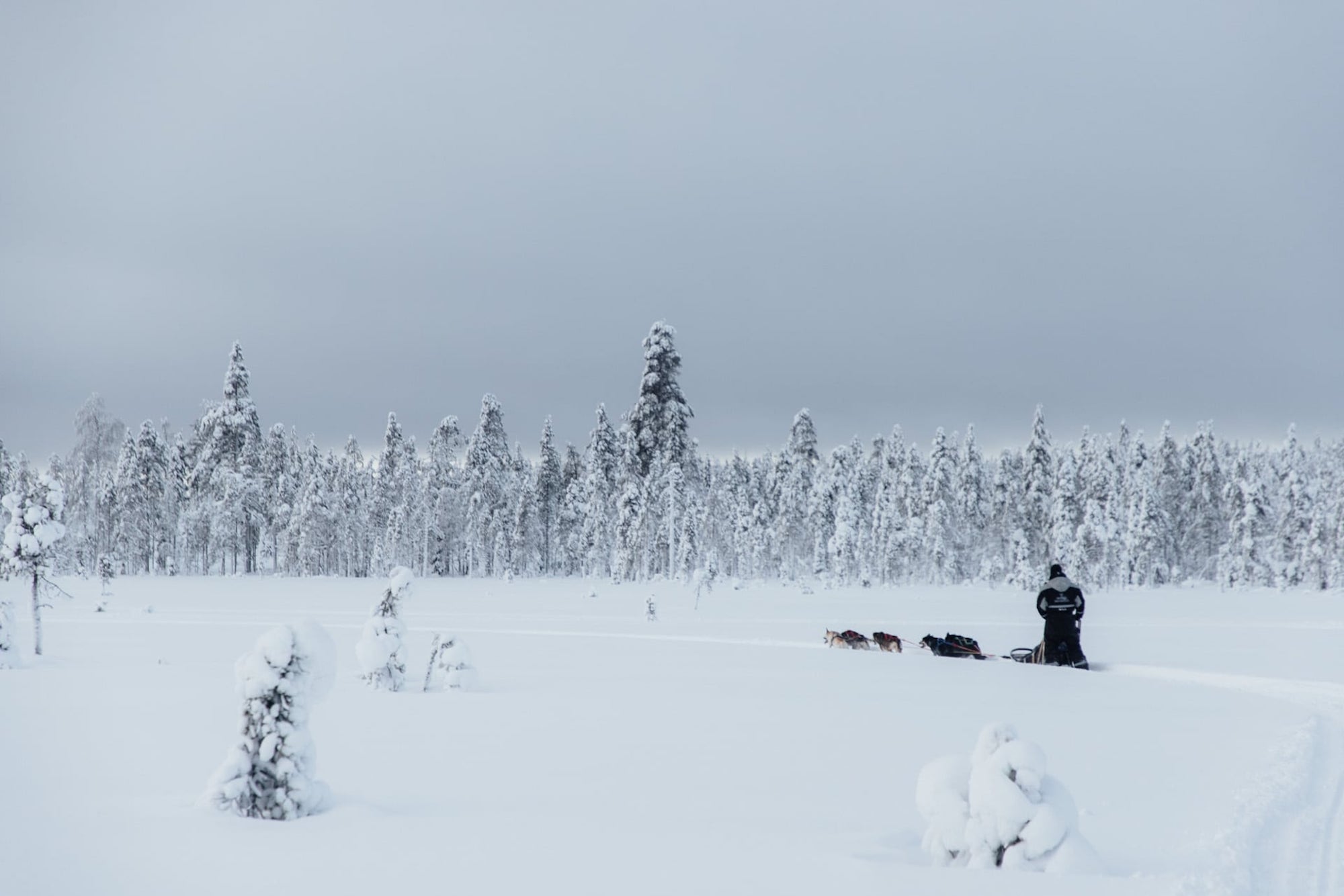 Hundeschlitten-Safari bei Rovaniemi in Finnland