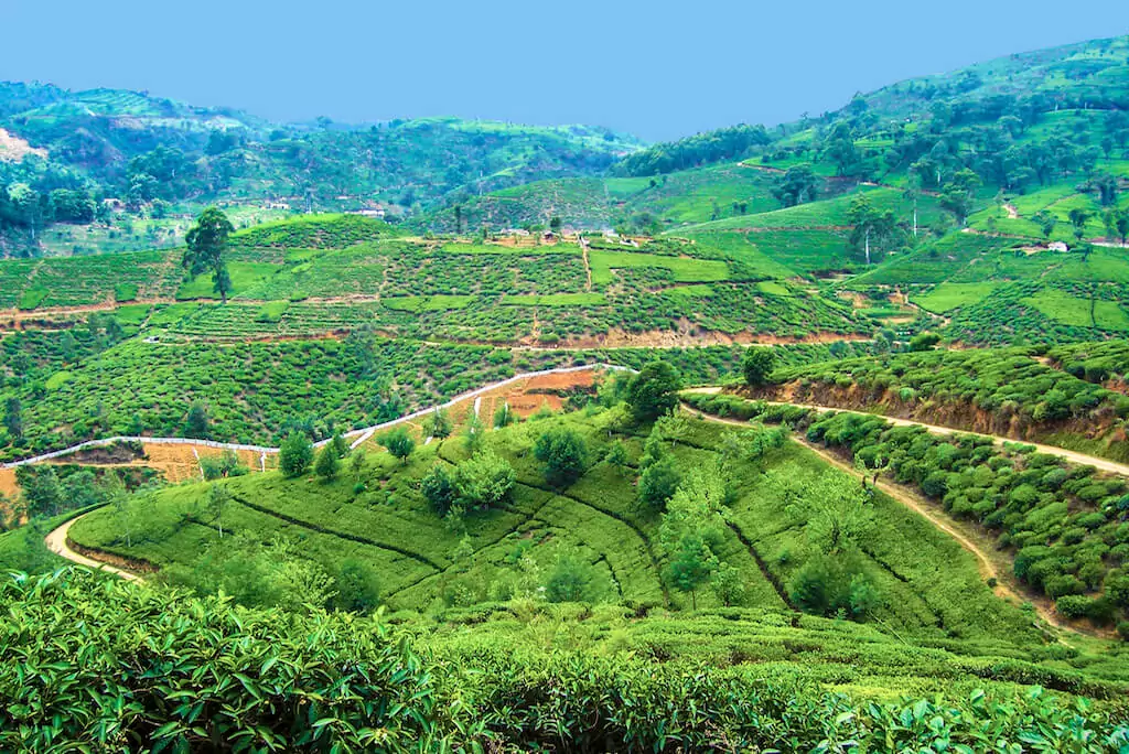 Teefelder in Sri Lanka im Urlaub im Winter.