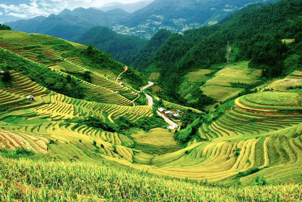 Blick auf Reisfelder in Vietnam