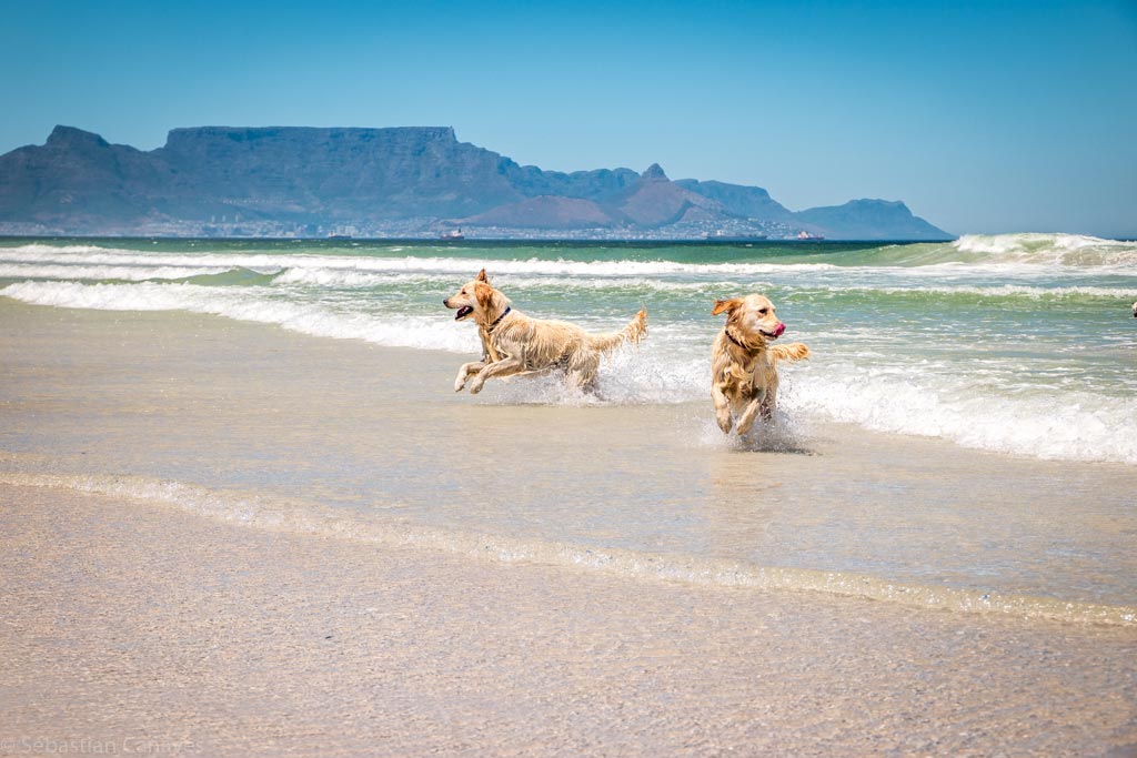 Haushüter werden und dann auf Hunde am Meer aufpassen