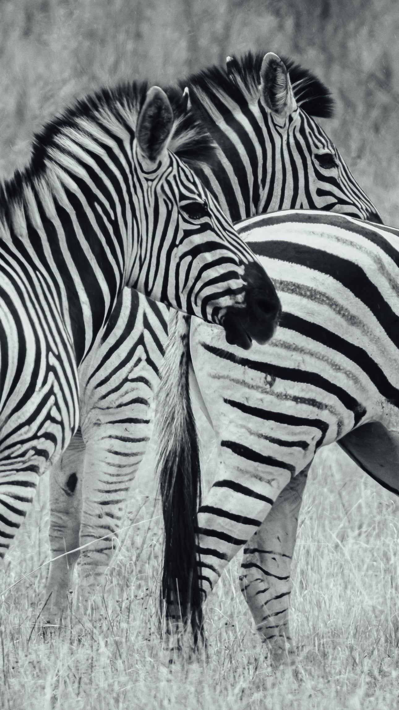 Foto Tipps Urlaub: Zebras auf Safari Botswana
