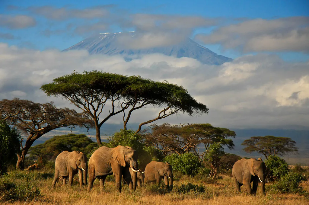 Tipps für deine Weltreise: eine Kenia Rundreise mit Blick auf Elefanten