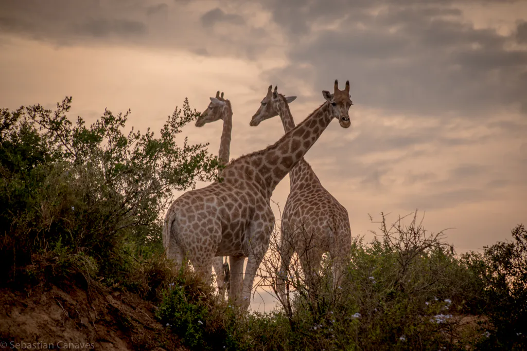 Weltreise mit Stoff in Südafrika für eine Walking Safari