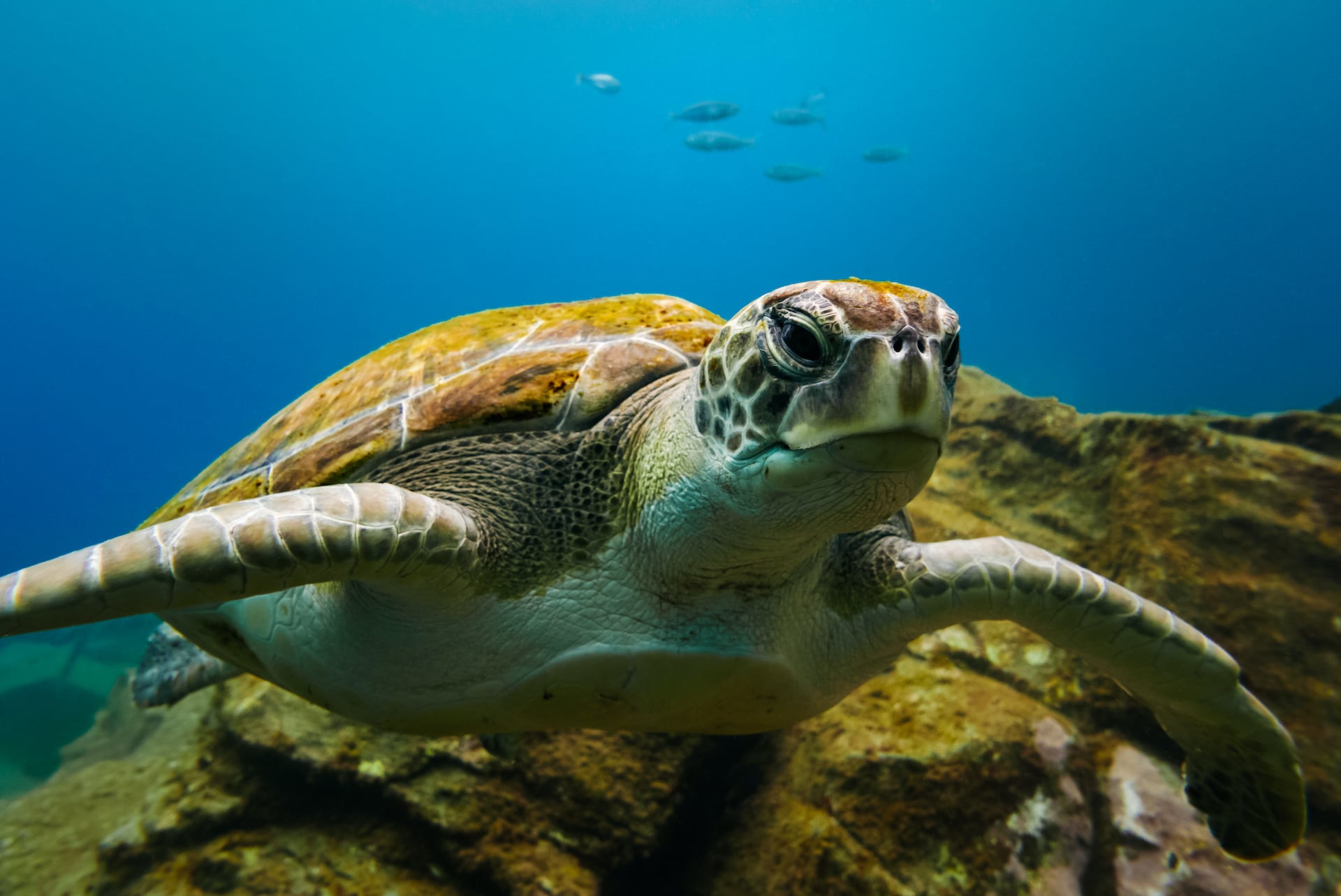Aktivurlaub in Griechenland: Tauchen mit Schildkröten