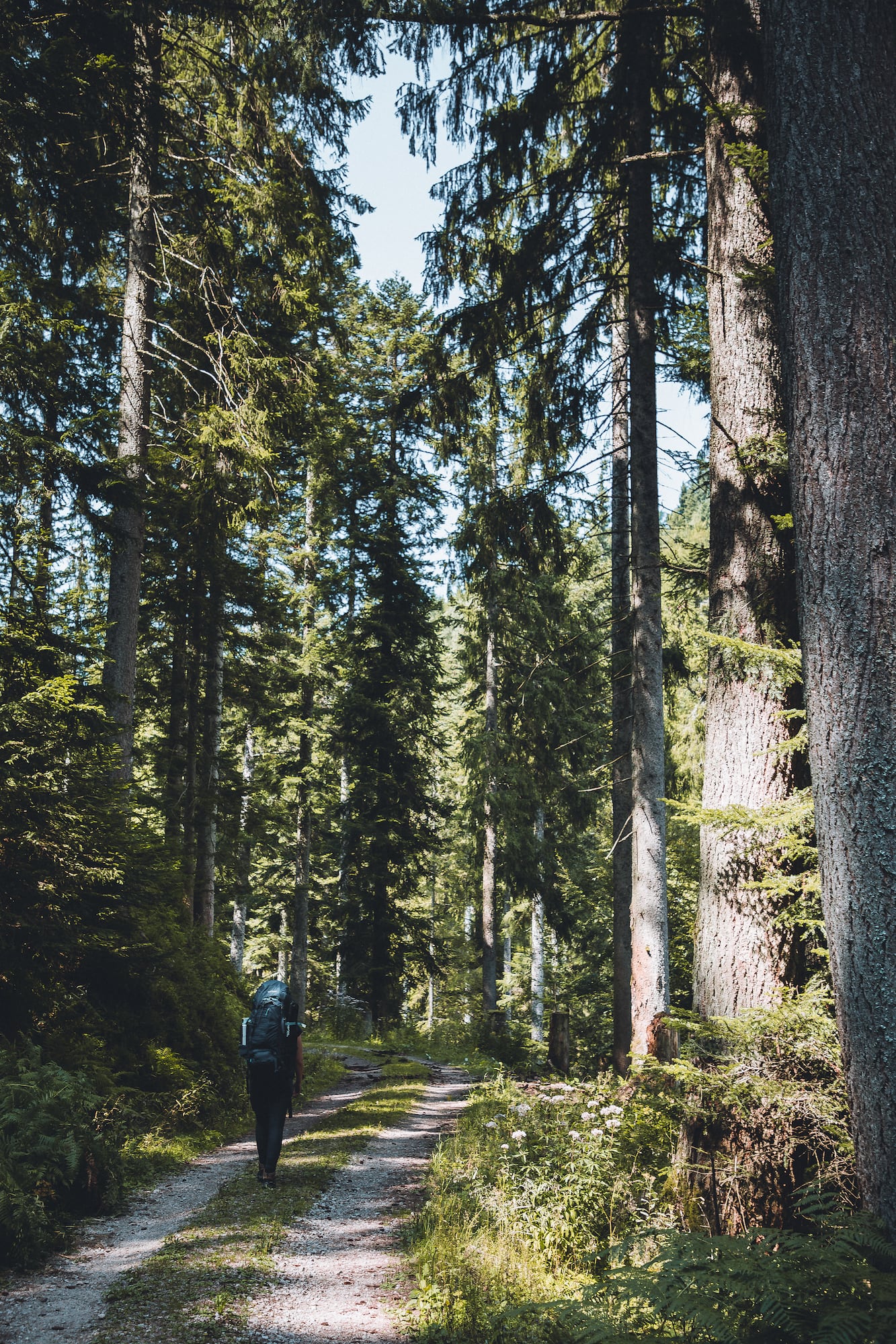 Trekking im Wald
