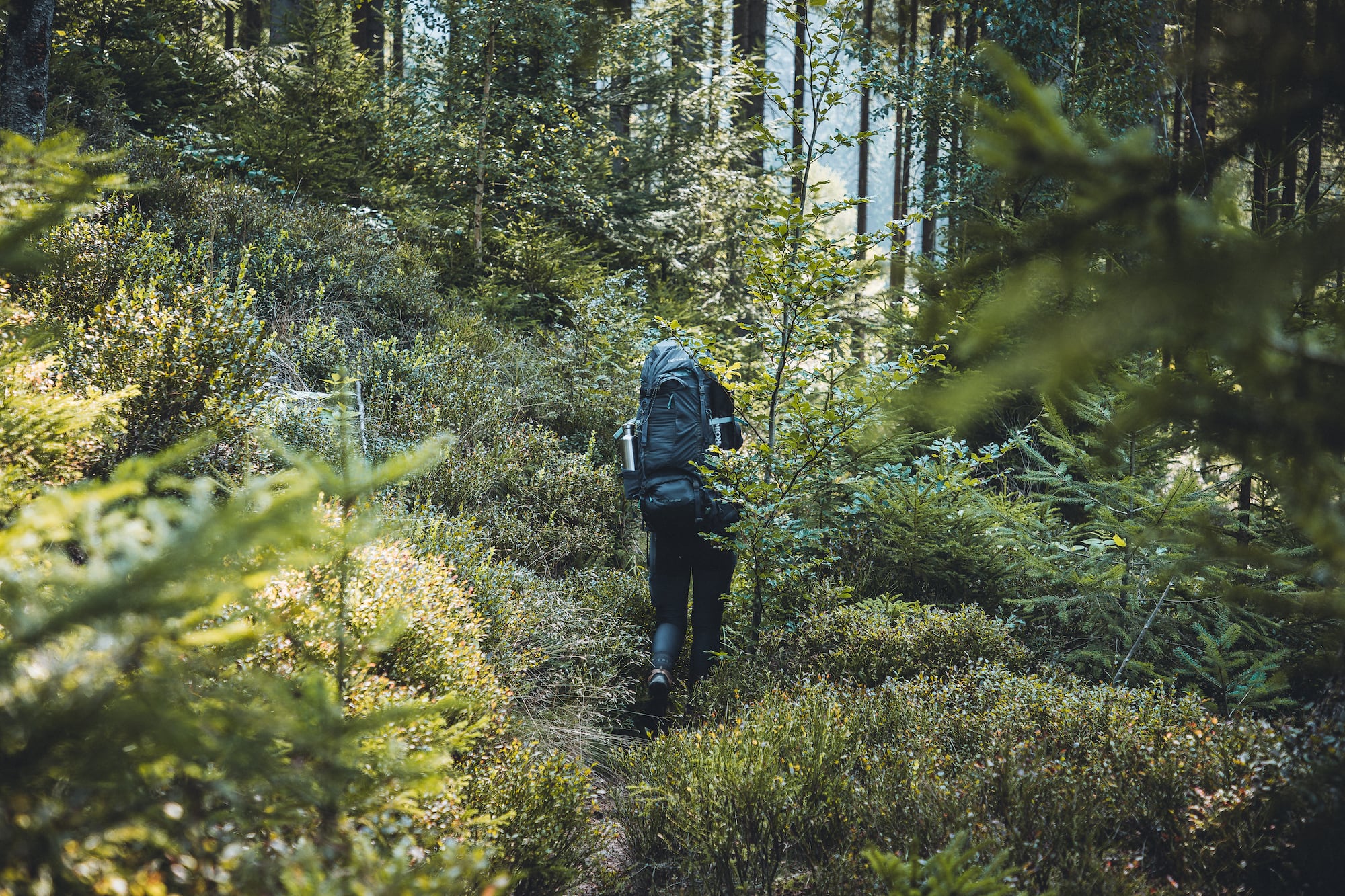 Blick In Die Natur: Frau wandernt mit Rucksack durch den Wald