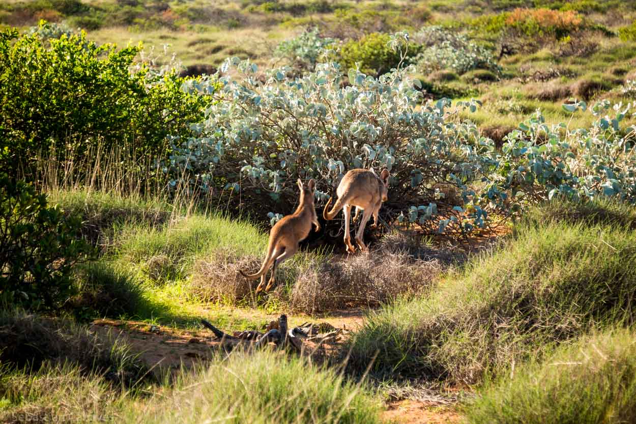 Urlaub Mit Kindern in Australien: Kangarus im Outback