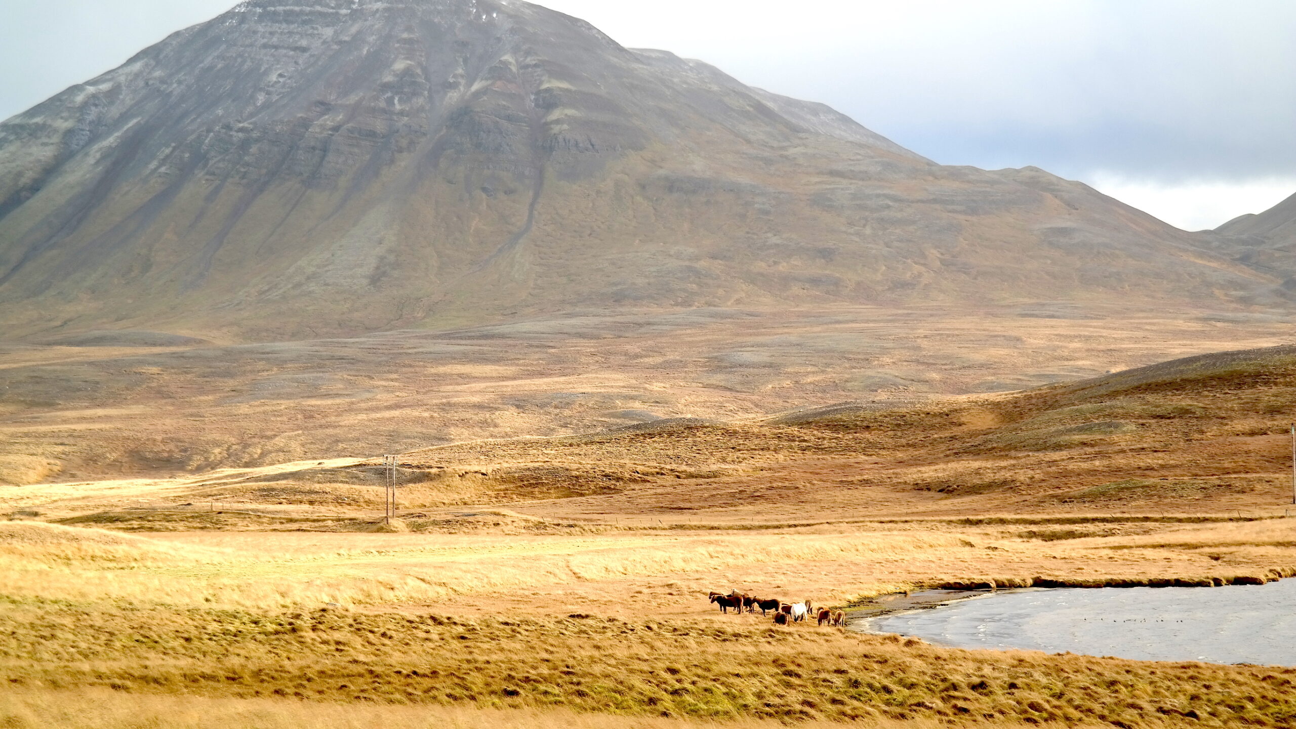 Islandpferde genießen ihre Freiheit in der Natur.